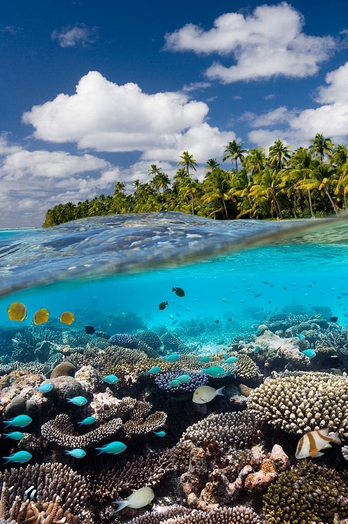 A coral reef in a tropical lagoon at Aitutaki in the Cook Islandss in the South Pacific Ocean.
